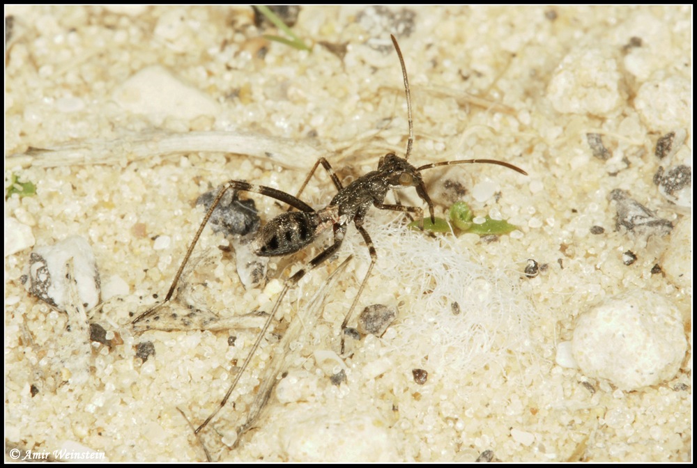 Heteroptera d''Israele: Alydidae nymphs